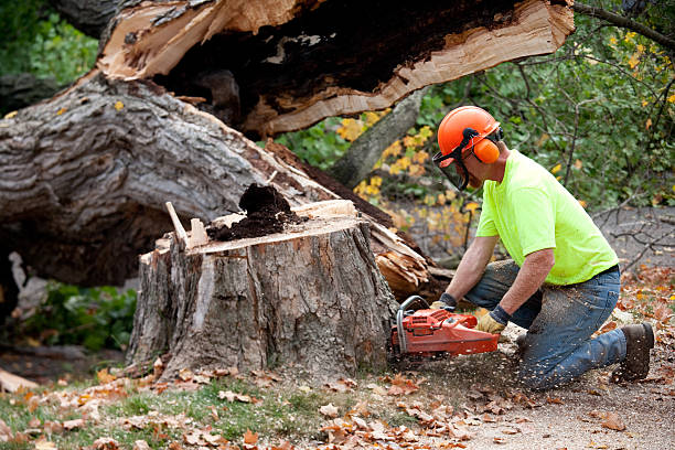 Best Affordable Tree Cutting  in USA